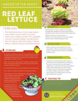 Red Leaf Lettuce