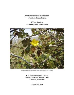 Fremontodendron Mexicanum (Mexican Flannelbush)