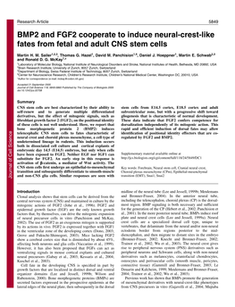 BMP2 and FGF2 Cooperate to Induce Neural-Crest-Like Fates from Fetal and Adult CNS Stem Cells