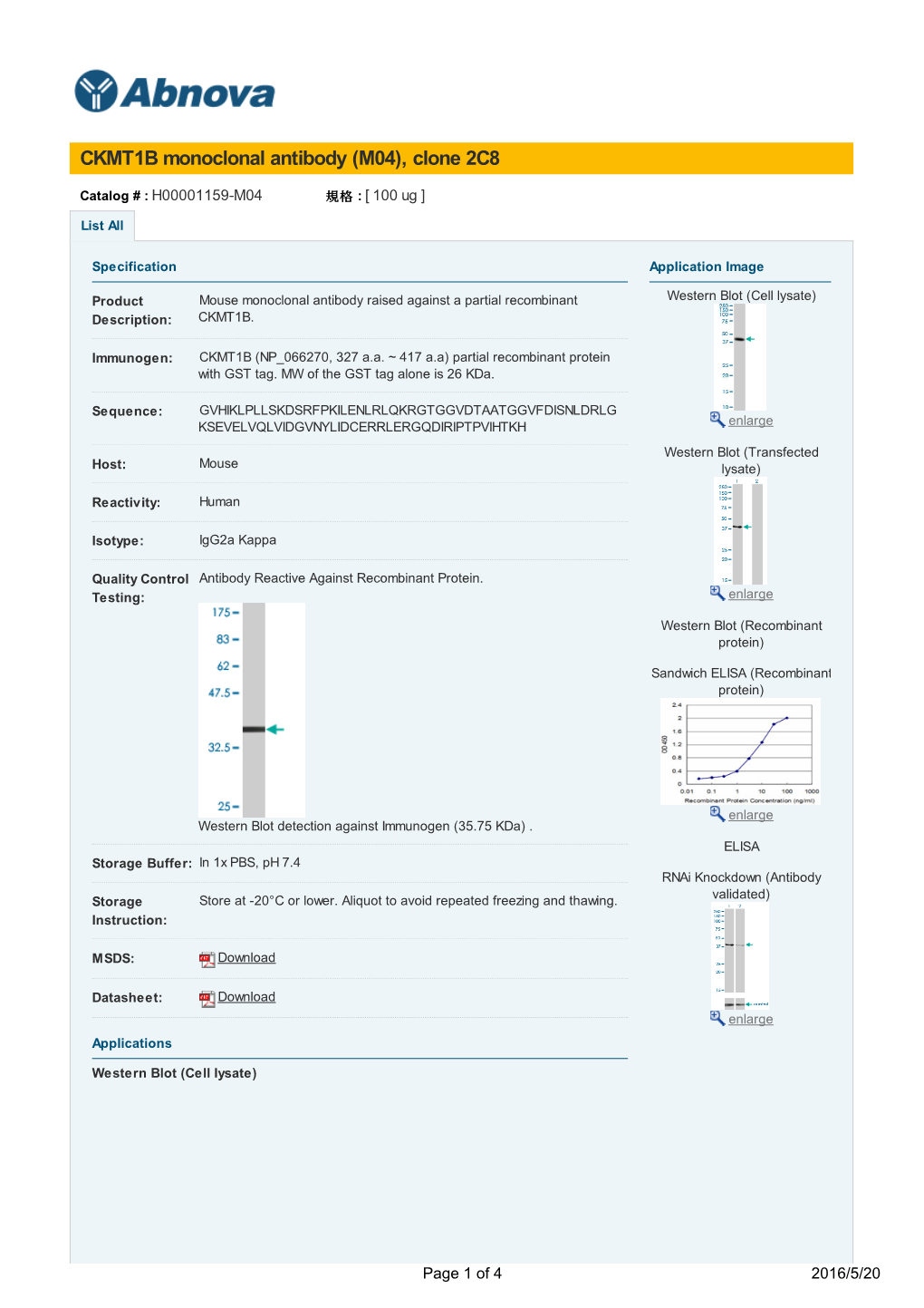 CKMT1B Monoclonal Antibody (M04), Clone 2C8