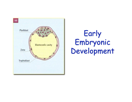 16. Early Embryo Develop 2008