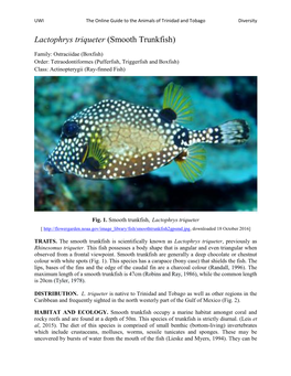 Lactophrys Triqueter (Smooth Trunkfish)