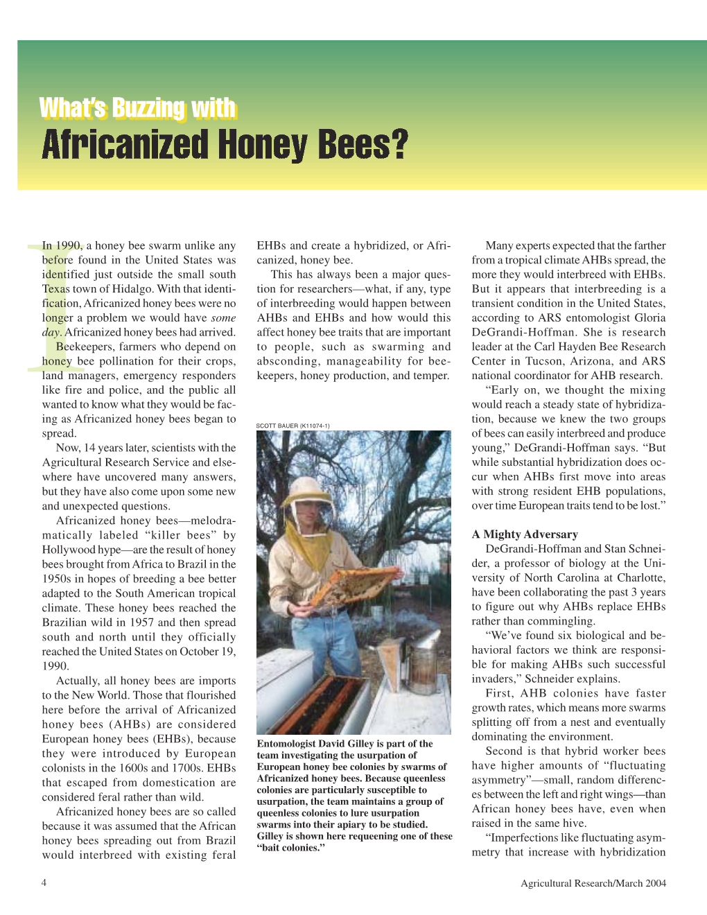 Africanized Honey Bees?