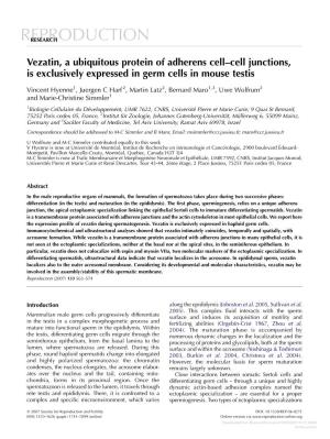 Vezatin, a Ubiquitous Protein of Adherens Cell–Cell Junctions, Is Exclusively Expressed in Germ Cells in Mouse Testis