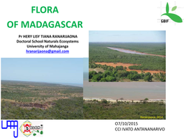 Species of Baobab in Madagascar Rajeriarison, 2010 with 6 Endemics : Adansonia Grandidieri, A