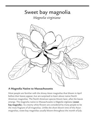 Sweet Bay Magnolia Magnolia Virginiana