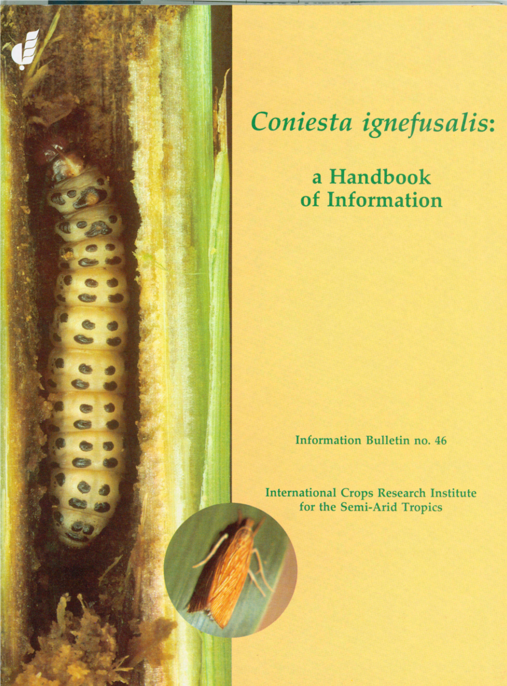 Coniesta Ignefusalis