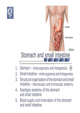 Middle Digestive Tract