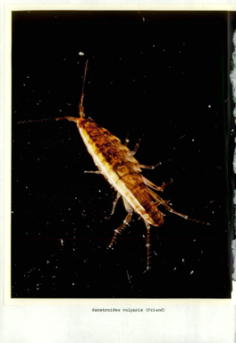 Amphipoda: Talitridae