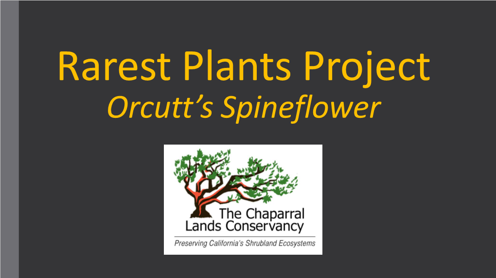 Rarest Plants Project Orcutt's Spineflower