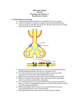 Muscular System ANS 215 Physiology and Anatomy of Domesticated Animals