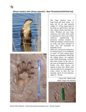 African Clawless Otter (Aonyx Capensis) – Near Threatened (IUCN Red List)