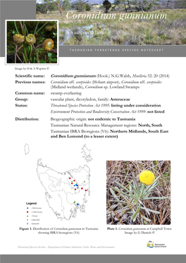 Coronidium Gunnianum (Hook.) N.G.Walsh, Muelleria 32: 20 (2014) Previous Names: Coronidium Aff