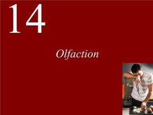Lecture 14 --Olfaction.Pdf