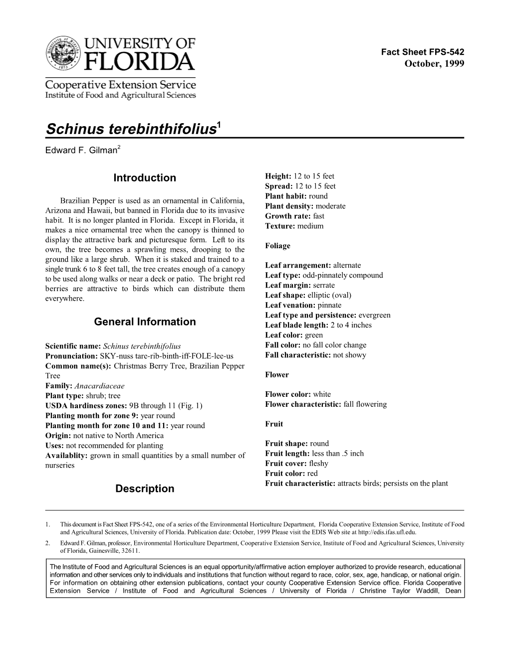 Schinus Terebinthifolius1