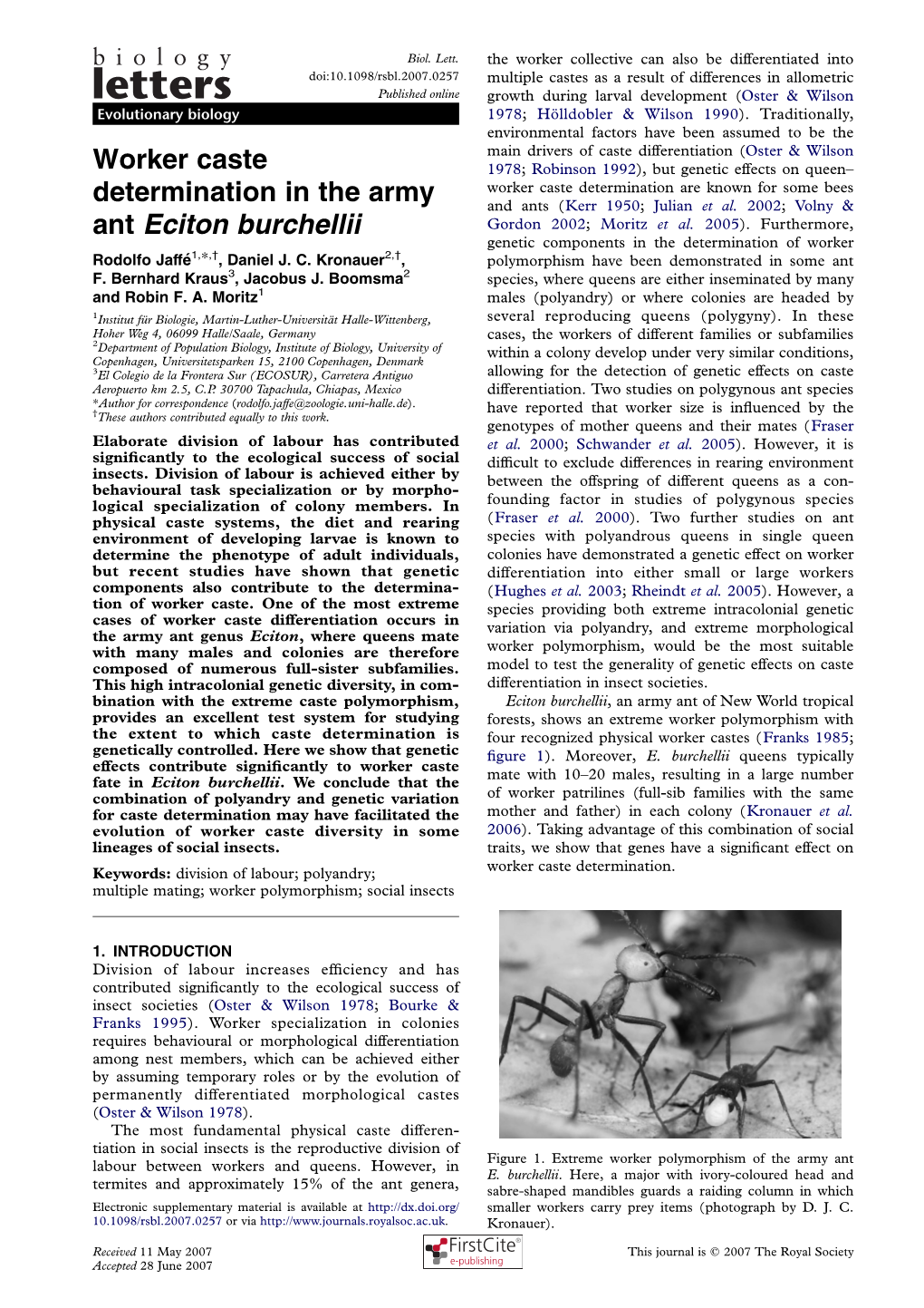 Worker Caste Determination in the Army Ant Eciton Burchellii