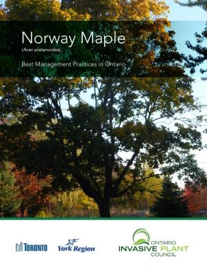 Norway Maple (Acer Platanoides)