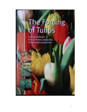 Forcing Tulips Theoretically, Tulips Can Be Brought Into Flower Year Round