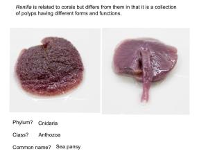Phylum? Class? Common Name? Cnidaria Anthozoa Sea Pansy