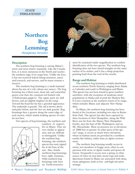 Northern Bog Lemming (Synaptomys Borealis) Mark Mccollough