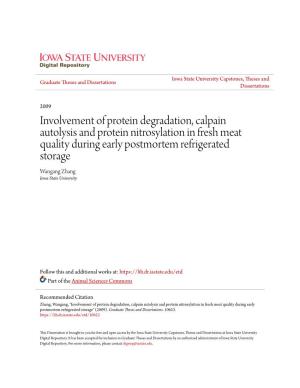 Involvement of Protein Degradation, Calpain Autolysis and Protein