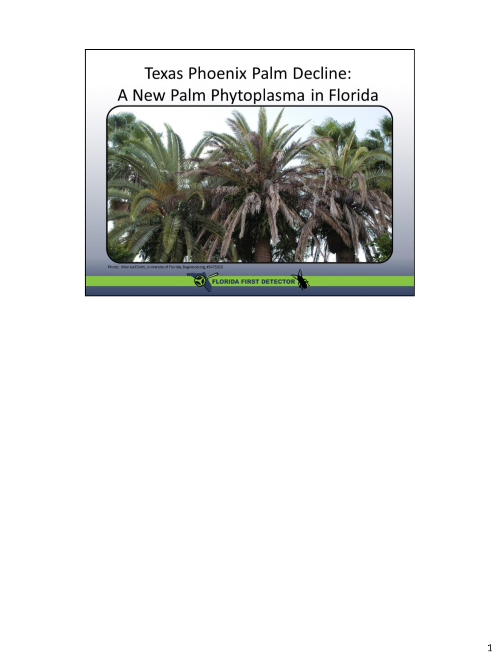 New Palm Phytoplasma in Florida