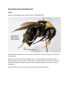 Bee Images and Dichotomous Key