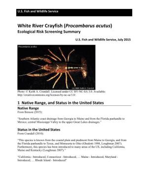 White River Crayfish (Procambarus Acutus) Ecological Risk Screening Summary