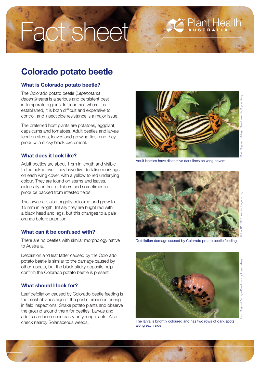 Colorado Potato Beetle