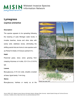 Lymegrass Leymus Arenarius