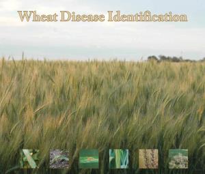 Wheat Disease Identification Diseases Affectingcontents Heads and Grain Common Bunt