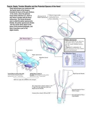 Fascia, Septa, Tendon Sheaths and the Potential Spaces of the Hand These Fascial Layers Are Continuous with the Fascial Sleeve of the Forearm