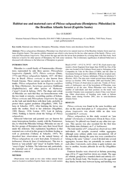 Habitat Use and Maternal Care of Phloea Subquadrata (Hemiptera