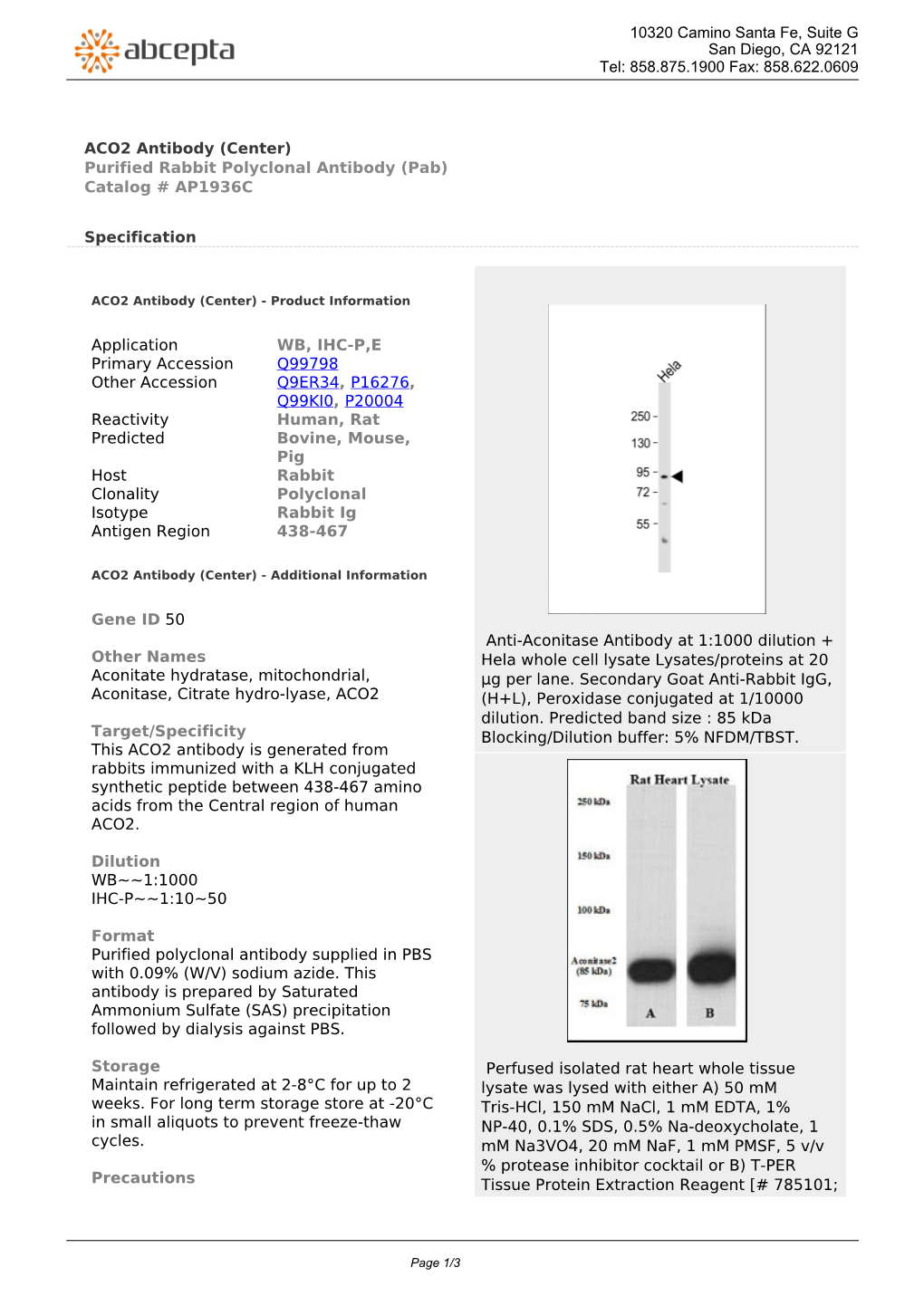 ACO2 Antibody (Center) Purified Rabbit Polyclonal Antibody (Pab) Catalog # AP1936C