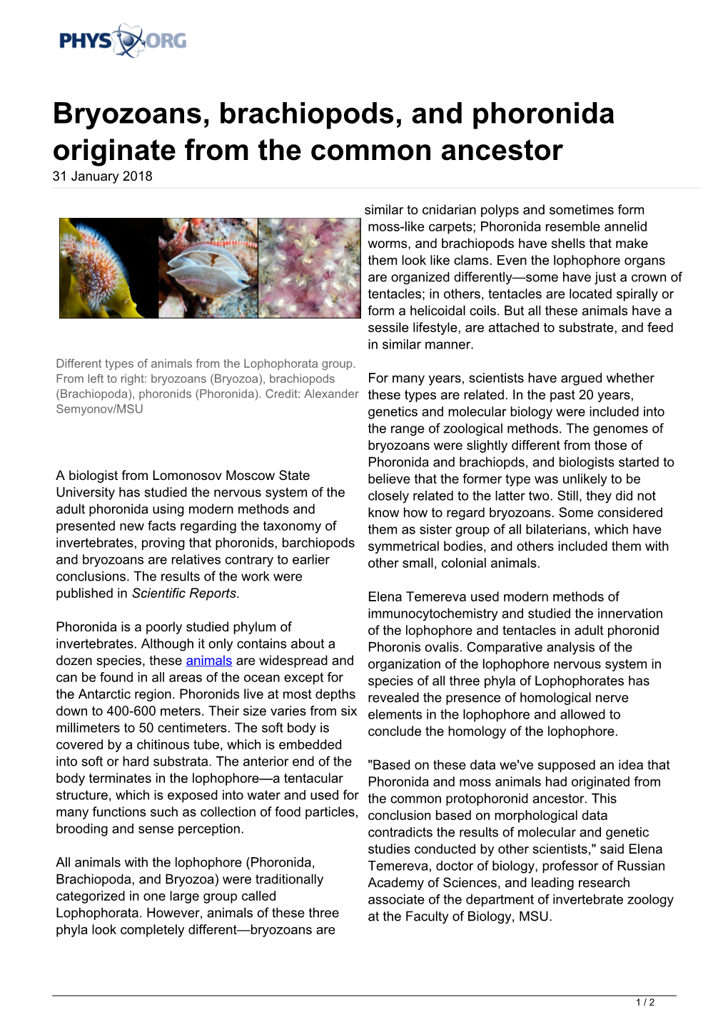 Bryozoans, Brachiopods, and Phoronida Originate from the Common Ancestor 31 January 2018