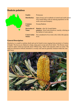 Banksia Paludosa