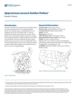 Epipremnum Aureum Golden Pothos1 Edward F
