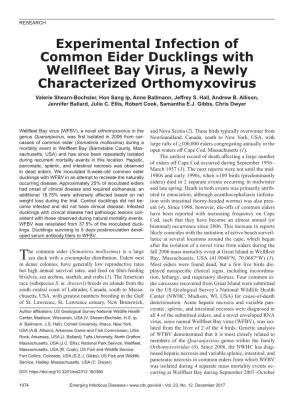 Experimental Infection of Common Eider Ducklings with Wellfleet Bay Virus, a Newly Characterized Orthomyxovirus