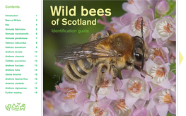 The Wild Bees of Scotland Identification Guide