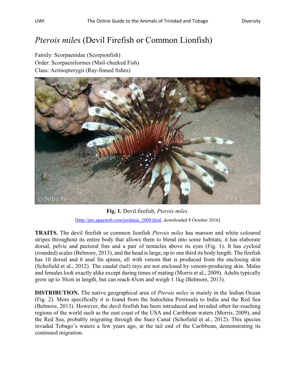 Pterois Miles (Devil Firefish Or Common Lionfish)