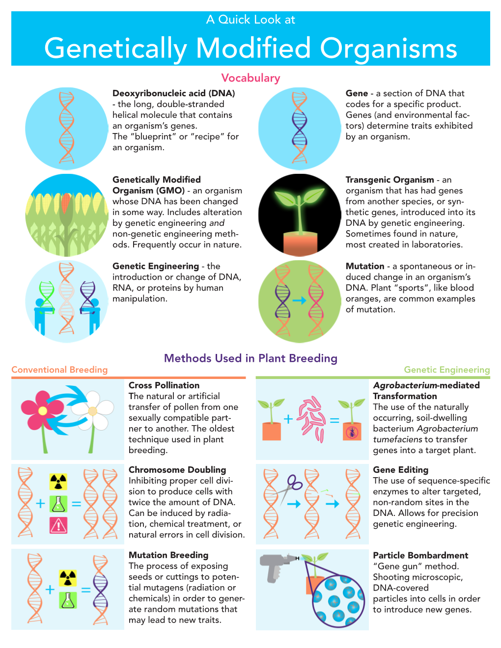 Genetically Modified Organisms Vocabulary Deoxyribonucleic Acid (DNA) Gene - a Section of DNA That - the Long, Double-Stranded Codes for a Specific Product