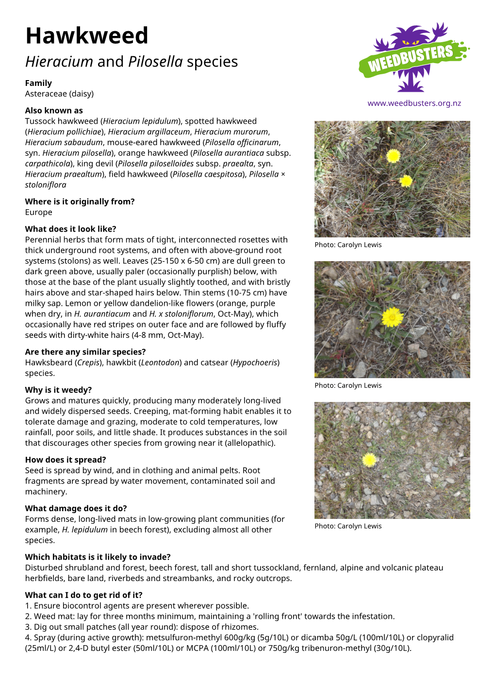 Hawkweed Hieracium and Pilosella Species