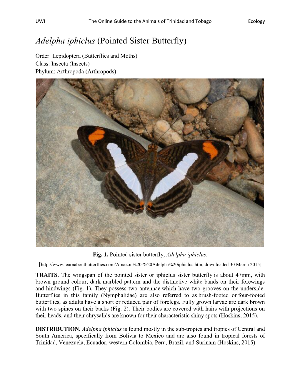 Adelpha Iphiclus (Pointed Sister Butterfly)