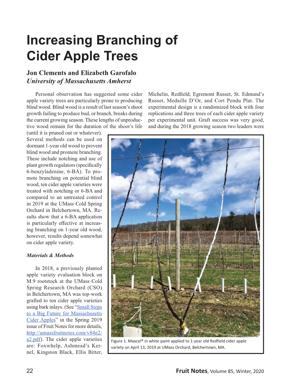 Increasing Branching of Cider Apple Trees Jon Clements and Elizabeth Garofalo University of Massachusetts Amherst