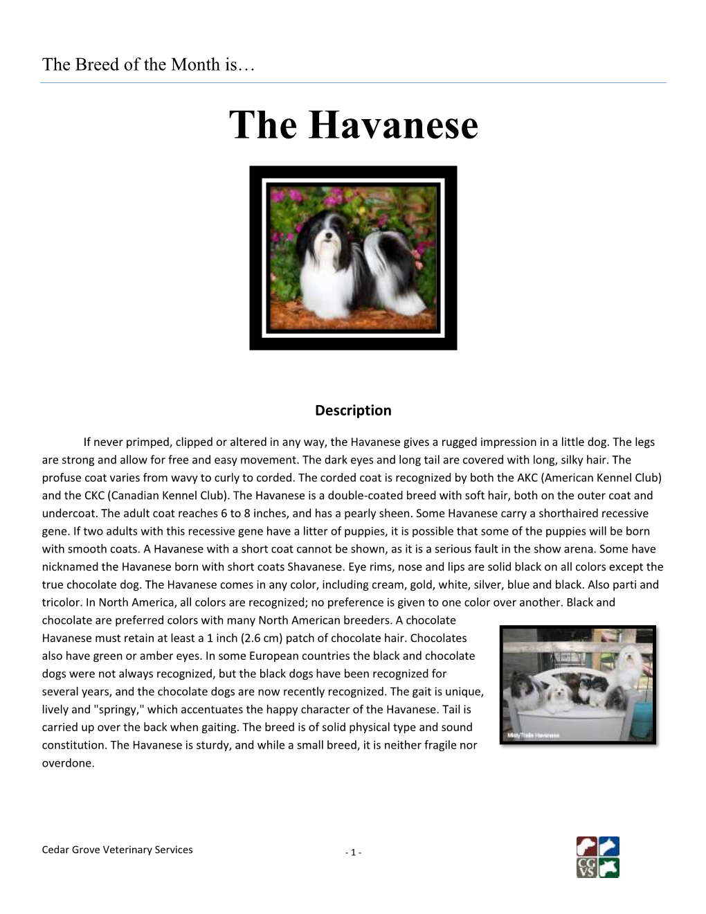 The Havanese