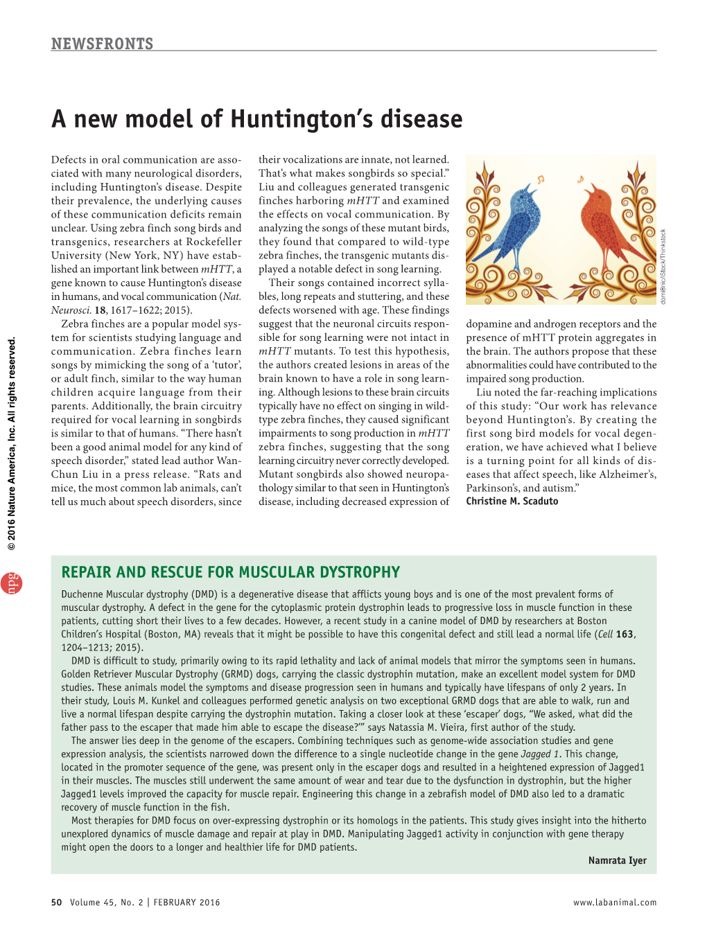 A New Model of Huntington's Disease