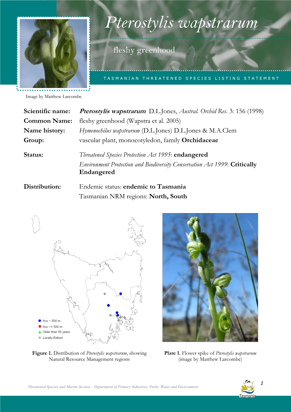 Pterostylis Wapstrarum Wapstrarum (Fleshy Greenhood)