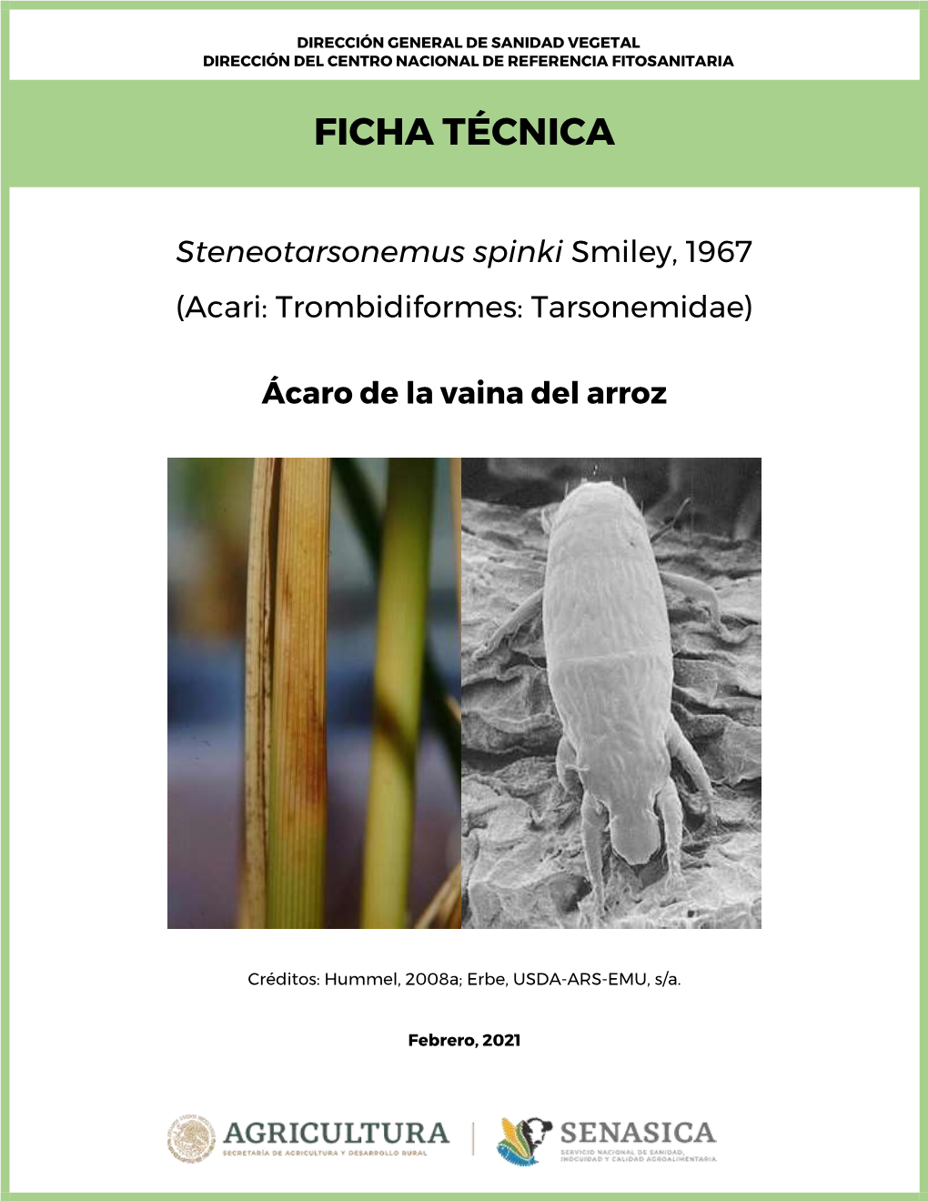 (Acari: Trombidiformes: Tarsonemidae) Ácaro De La Vaina Del Arroz