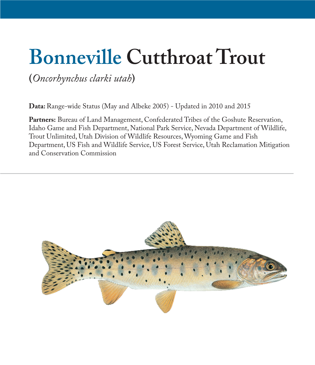 Bonneville Cutthroat Trout (Oncorhynchus Clarki Utah)