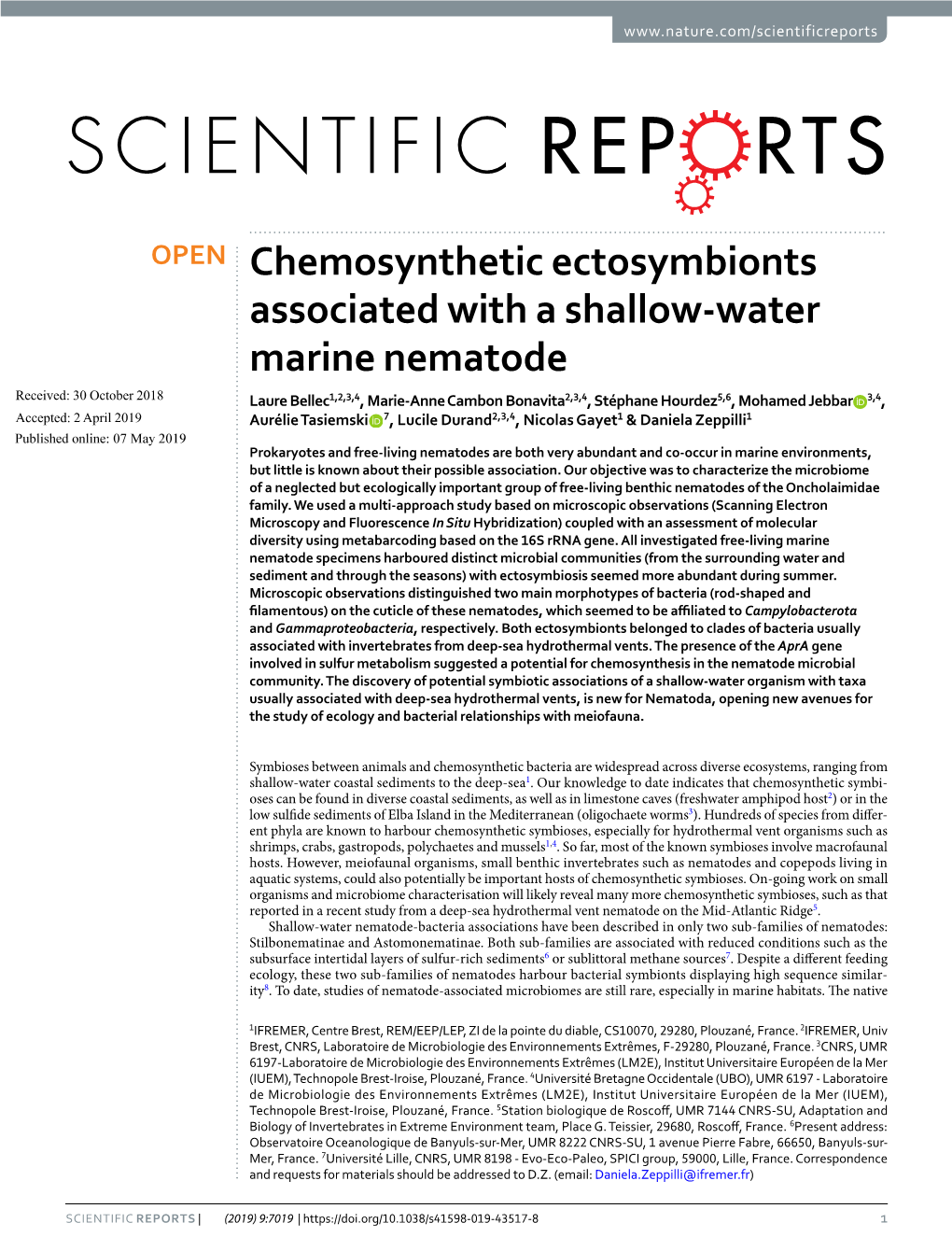 Chemosynthetic Ectosymbionts Associated with a Shallow-Water